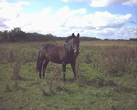 Oldenborg Linka - Linka på mark billede 16