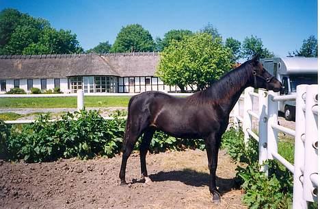 Traver Nickodemus Spirit - Ca ½-7½  mdr billede 4