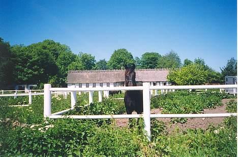 Traver Nickodemus Spirit - Samme alder som på det sidste billed billede 5
