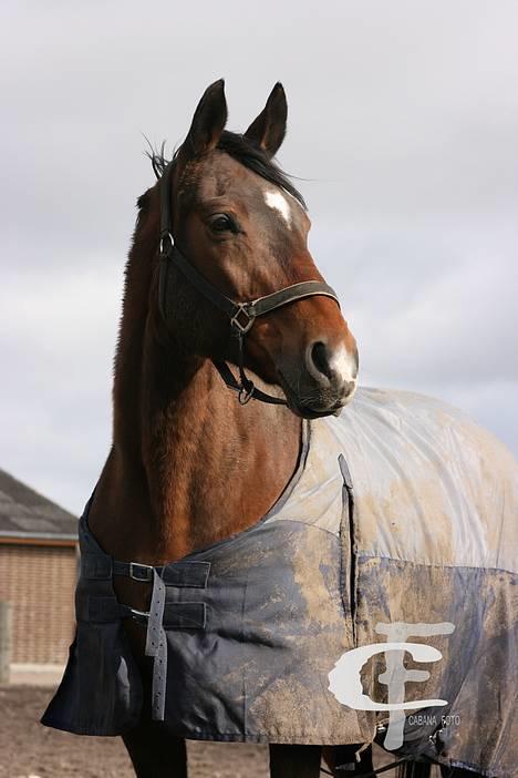 Dansk Varmblod *Sussie* - 9 # Sussie på fold... Foto: Cabana Foto... billede 9