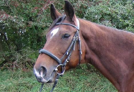 Dansk Varmblod *Sussie* - 10 # Sussie til fotografering...  Foto: Cabana Foto...  billede 10