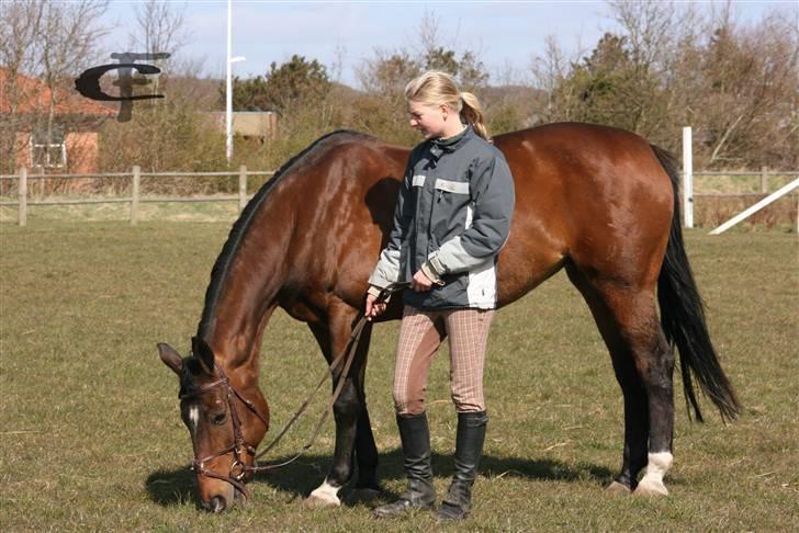 Dansk Varmblod *Sussie* - 12 # det er godt med noget græs... foto: Cabana Foto... billede 12