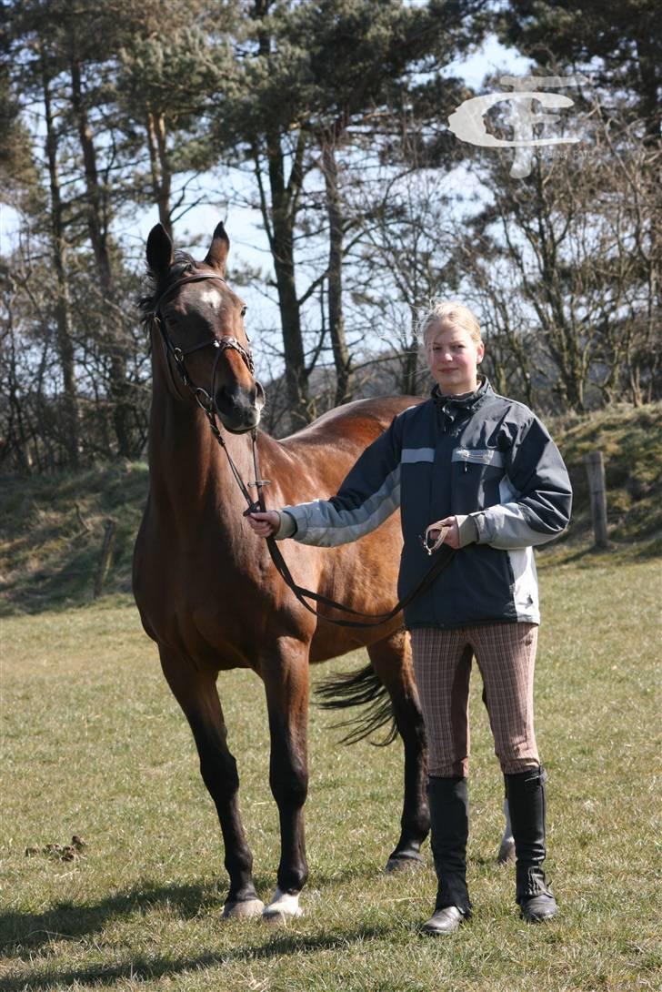 Dansk Varmblod *Sussie* - 13 # Flot hest... Foto: Cabana foto...  billede 13