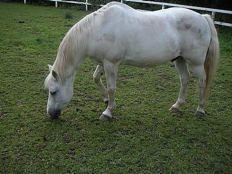 New Forest Silver billede 7