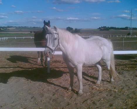 New Forest Silver billede 8