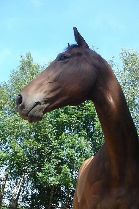 Dansk Varmblod major "Hvor er du?" - ... billede 13