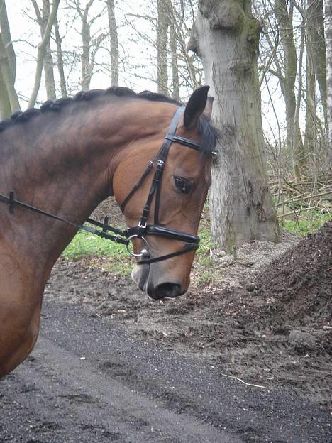 Dansk Varmblod major "Hvor er du?" billede 14