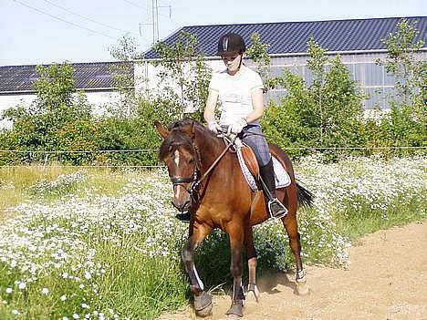 Anden særlig race Filur rakosi  solgt billede 20