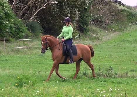 Anden særlig race Spitfire † - træning hjemme i folden.. billede 14