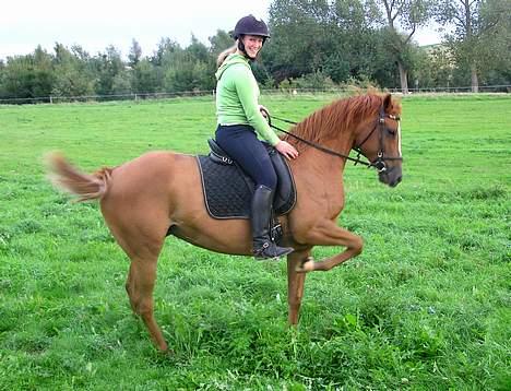 Anden særlig race Spitfire † - Man har ikke meget tålmodighed.. Min lille cirkus hest.. :o) billede 15