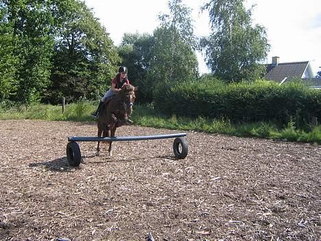 Anden særlig race Nansi R.I.P billede 16