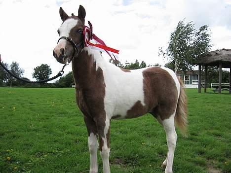 Pinto Quattro`s Brilliant - Bedste pinto pony hingsteføl på baunehøj sep.2006 billede 10