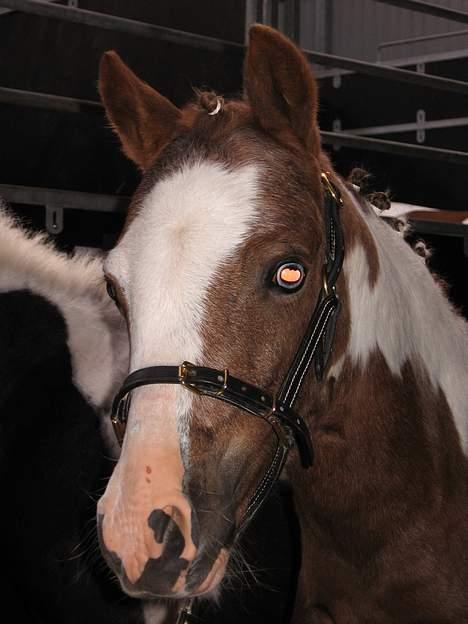 Pinto Quattro`s Brilliant - Klar til føl og plag skue billede 11