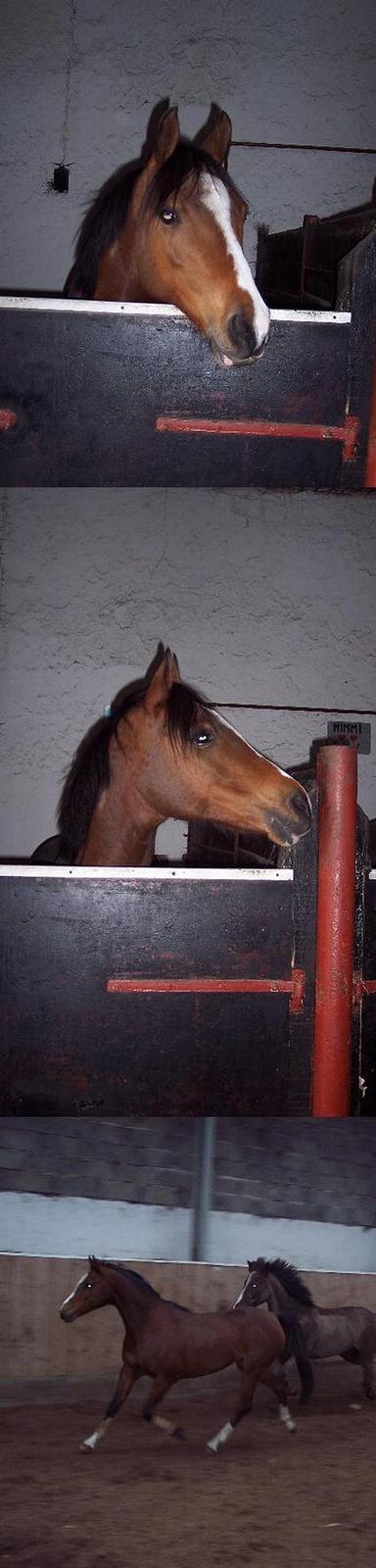 Anden særlig race Clements Lobel( R.I.P) billede 3