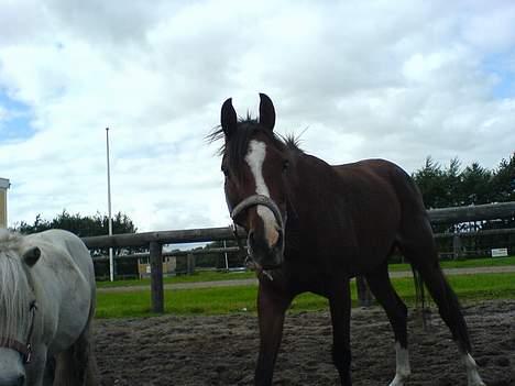 Anden særlig race Clements Lobel( R.I.P) - Mig så meget sær og taget billede. billede 8