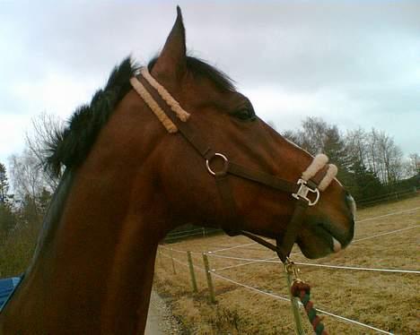 Dansk Varmblod Ra * Død*  billede 8