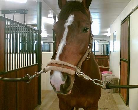 Dansk Varmblod Ra * Død*  billede 9