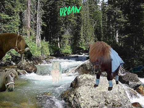 Shetlænder urban  - *NYT* Mig i regnskoven q: billede 17