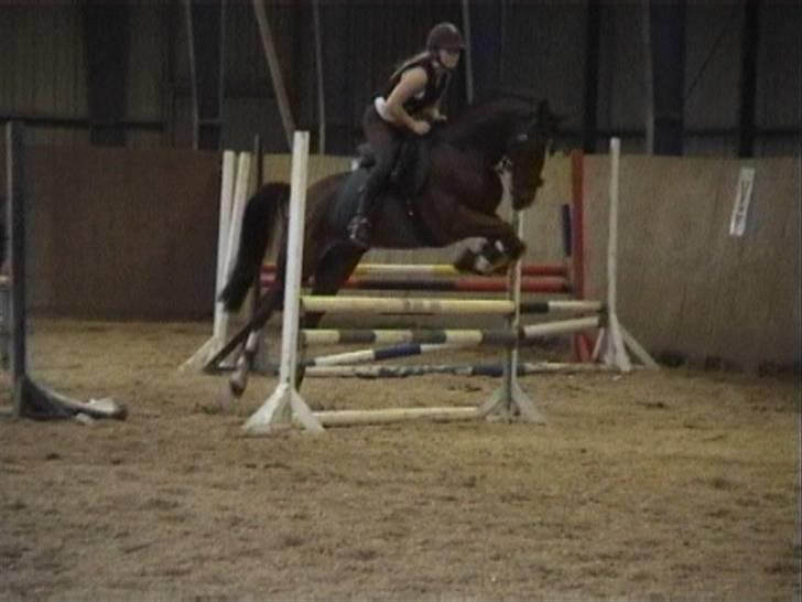 Trakehner Romeos Tattoo (solgt) - spring træning juni 2007 undskyld kvalli, fra video billede 15