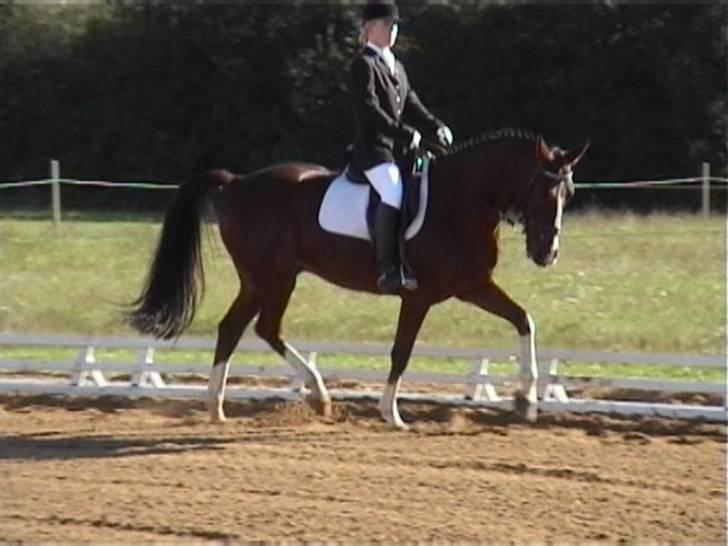 Trakehner Romeos Tattoo (solgt) - rind september 2007 undskyld kvalli, fra video billede 16