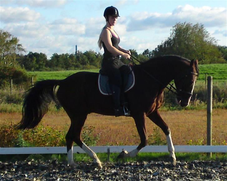 Trakehner Romeos Tattoo (solgt) - rolig galop 14. sep 2009 billede 17