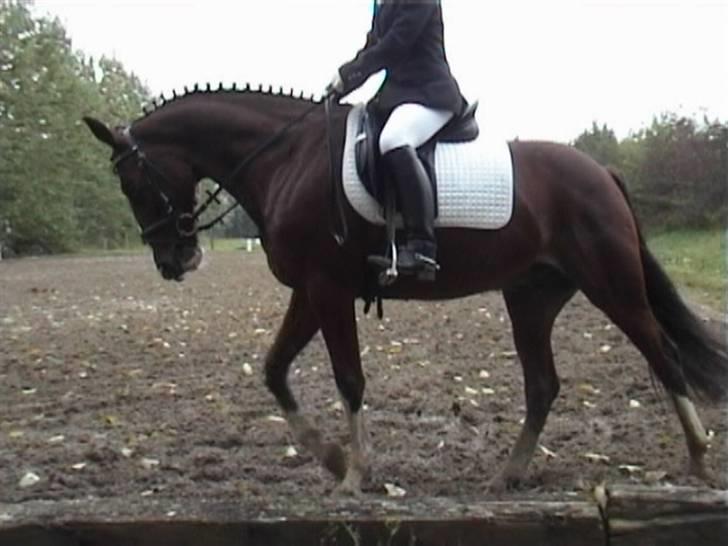 Trakehner Romeos Tattoo (solgt) - Bording september 2007, undskyld kvalli, fra video billede 18