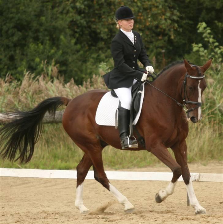 Trakehner Romeos Tattoo (solgt) - stævne kærbo august2007 billede 19