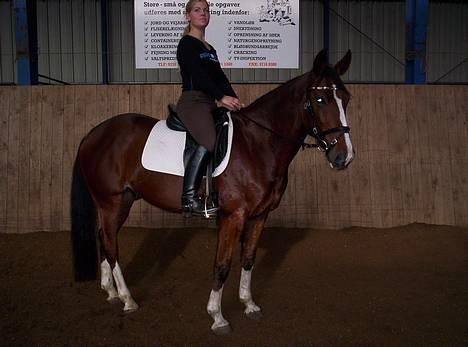 Trakehner Romeos Tattoo (solgt) - fin parade og han ser glad ud billede 20