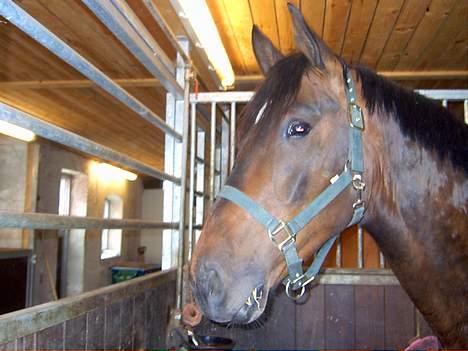 Dansk Varmblod cassio - cassio i hans box billede 4