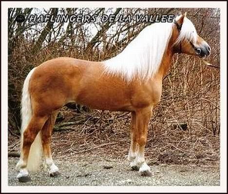 Haflinger Koldborgs Aslak - Aslaks far: Altjo van de Kenterstreek. billede 20