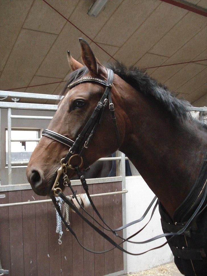 Dansk Varmblod Ørevadbros Chloe - SOLGT - Velkommen til musses profil billede 1