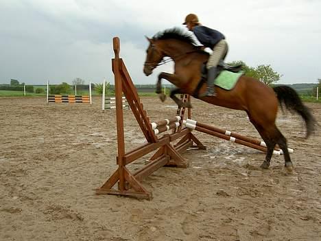 Dansk Varmblod Ørevadbros Chloe - SOLGT - Fra en undervisningstime i juni 2006 billede 2