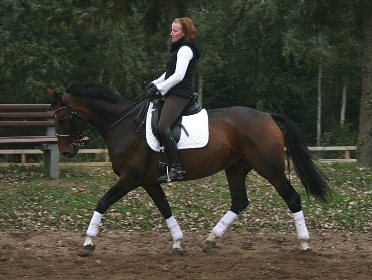 Dansk Varmblod Ørevadbros Chloe - SOLGT - Træning hjemme på SIR okt 2010 billede 3