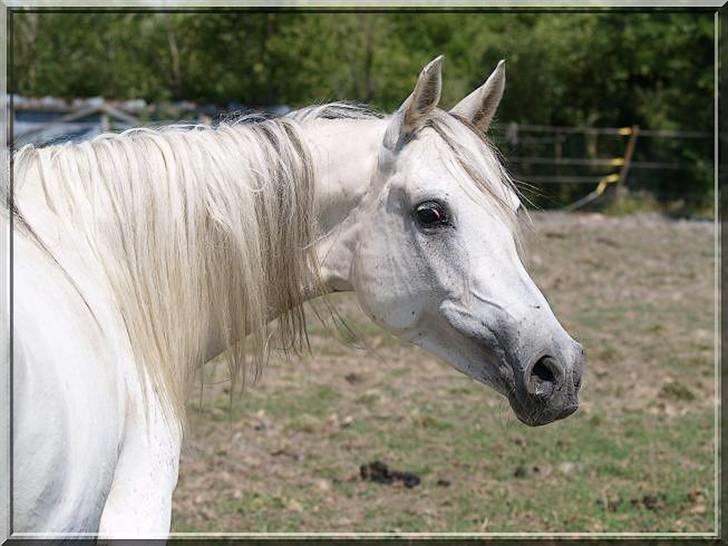 Arabisk fuldblod (OX) Estacia - Smukke Estacia foråret 2008 billede 16