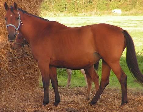 Dansk Varmblod Malou Duedal - Min højt elskede tøs, Malou billede 1