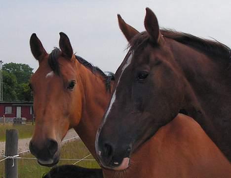 Dansk Varmblod Malou Duedal - Malou sammen med hendes bedste ven Topaze (sommeren 2005) billede 2