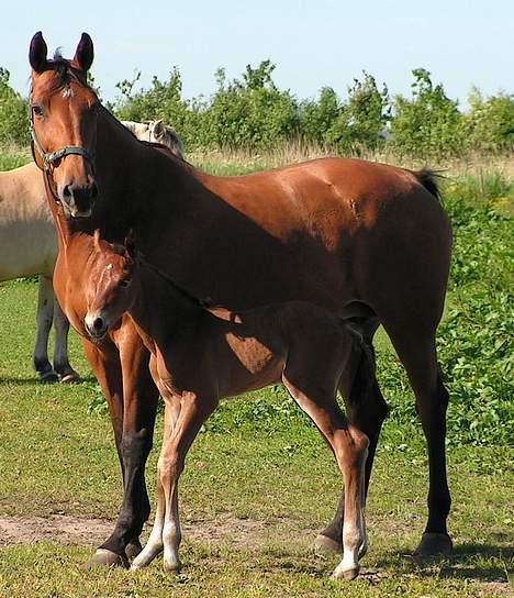 Dansk Varmblod Malou Duedal - Malou sammen med nyfødte Damita billede 3
