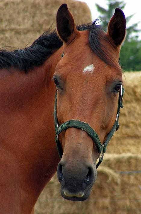 Dansk Varmblod Malou Duedal - Malou´s smukke hovede billede 4