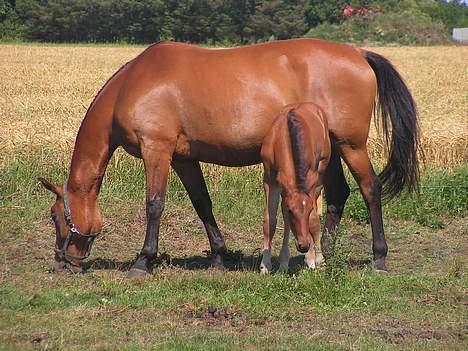 Dansk Varmblod Malou Duedal - Malou og Damita billede 5
