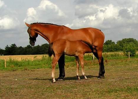 Dansk Varmblod Malou Duedal - Malou og Damita igen billede 6