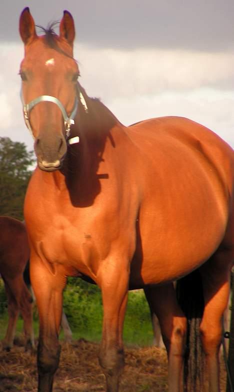 Dansk Varmblod Malou Duedal - Lulle-pigen billede 7