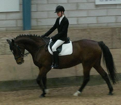 Dansk Varmblod *Sussie* - 16 # Mig og Sussie til ridestævne på GDR... LC1...   billede 16