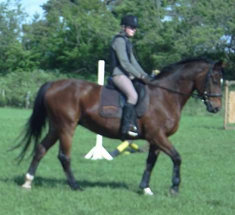 Dansk Varmblod *Sussie* - 17 # Til springundervisning... ved godt det er lidt uskarpt...  billede 17