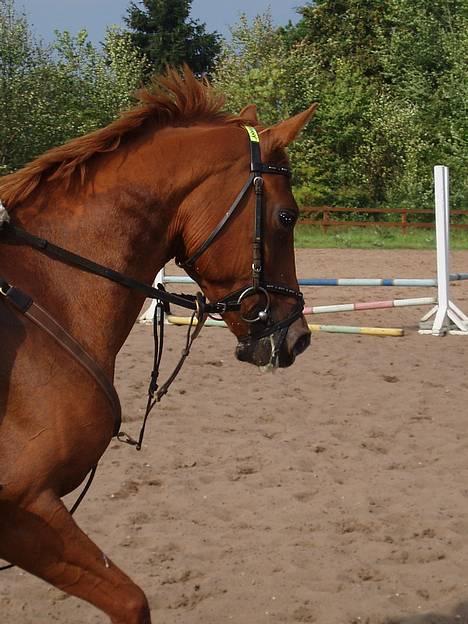 Anden særlig race Annabell - Part - Til springning! :D smukke! billede 7