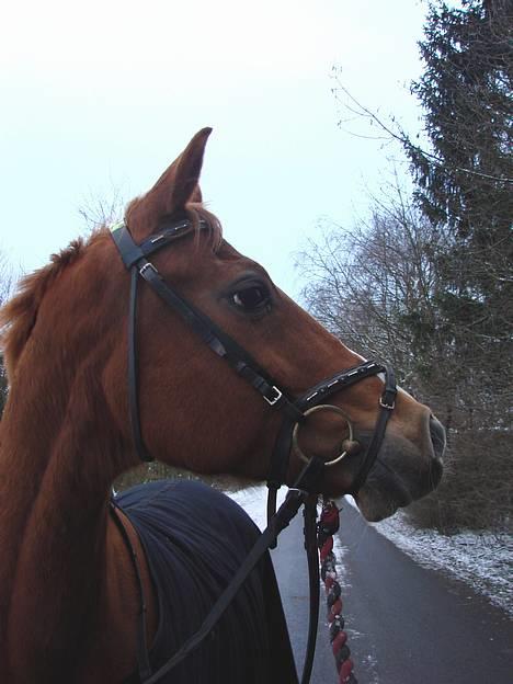 Anden særlig race Annabell - Part - <3 billede 12