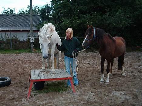 Welsh Cob (sec D) Sulkendrupgårds Lady Mira - Min anden hest på bordet.. og Mira ser på.. hun kan selv nu... bare ikk fået taget noget billede af det endnu.. :) billede 12