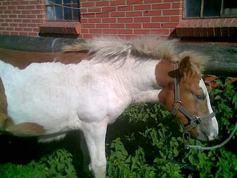 Anden særlig race Zultan <'33 - "Se hvor fint jeg kan st... Hov hva var det for noget ?" He He ! billede 8