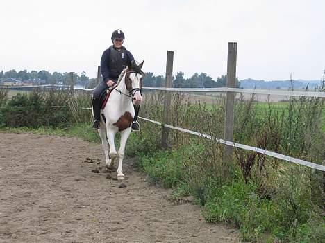 Pinto Bronco billede 9