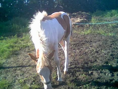 Anden særlig race Zultan <'33 - "Hva er det ?" billede 13
