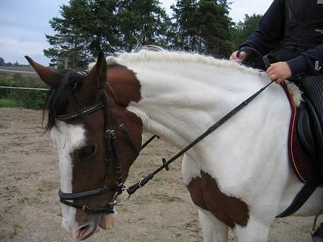 Pinto Bronco billede 13